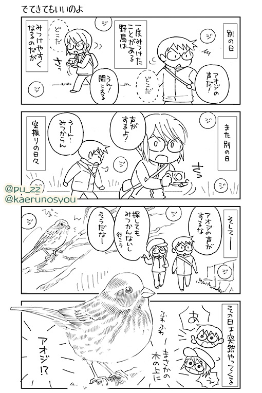 【終了】とりさんぽ・2022-2 アオジ【期間限定】