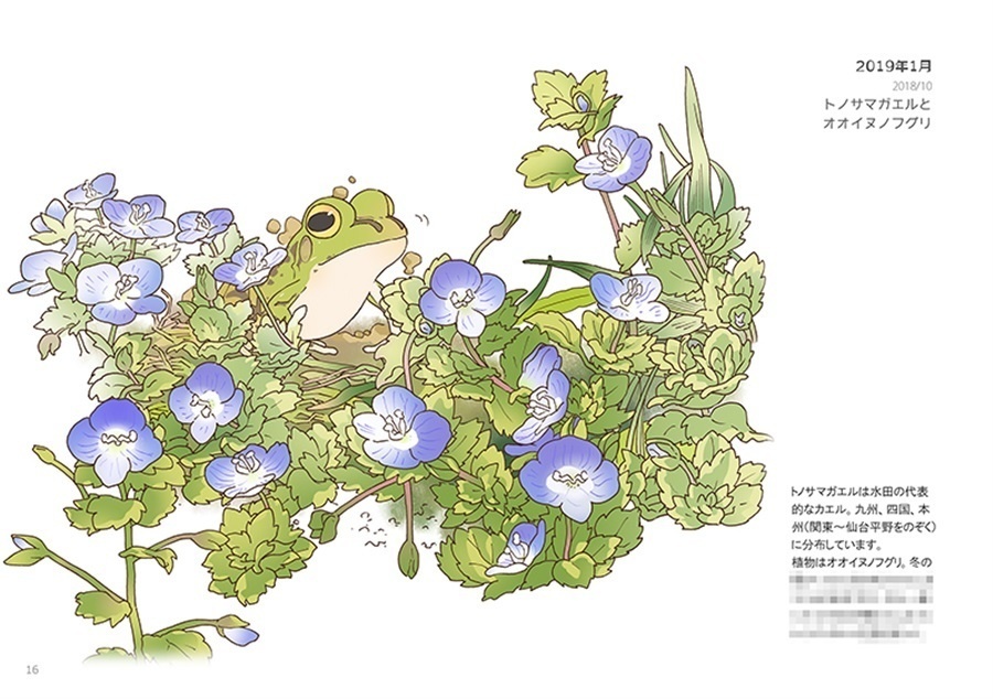 画集『カエルのいる景色』