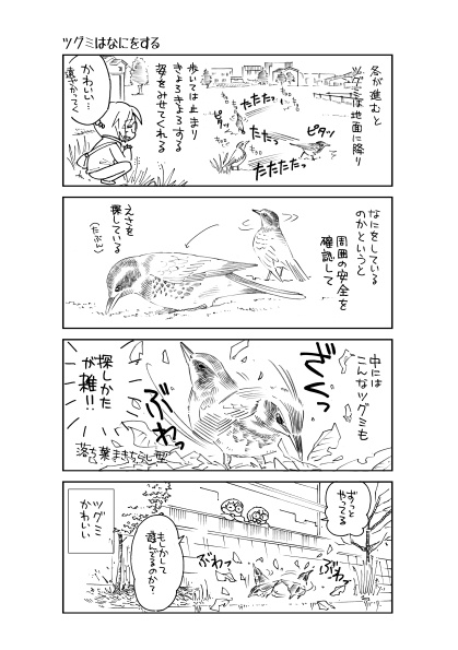 【終了】とりさんぽ・2024-1 ツグミ【期間限定】