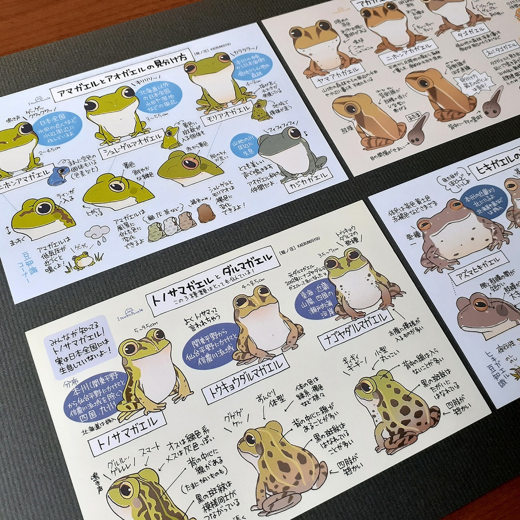 「カエルの見分け方」ポストカードセット