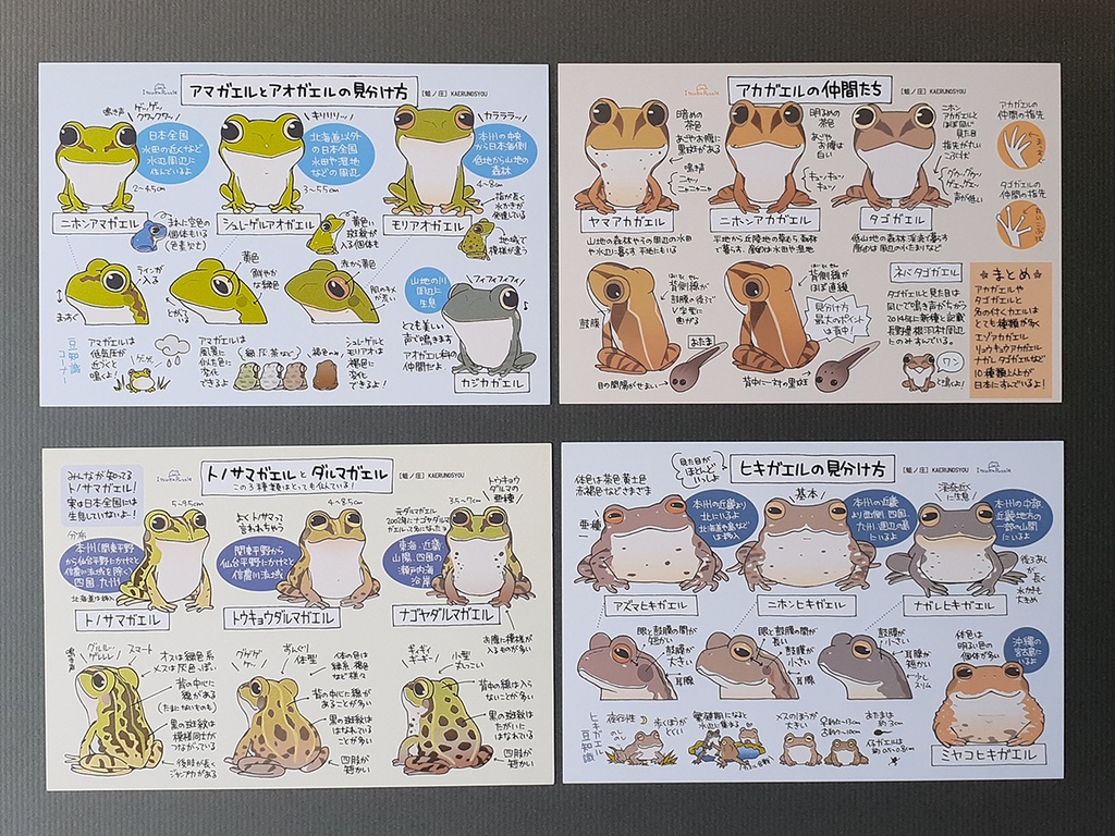 「カエルの見分け方」ポストカードセット