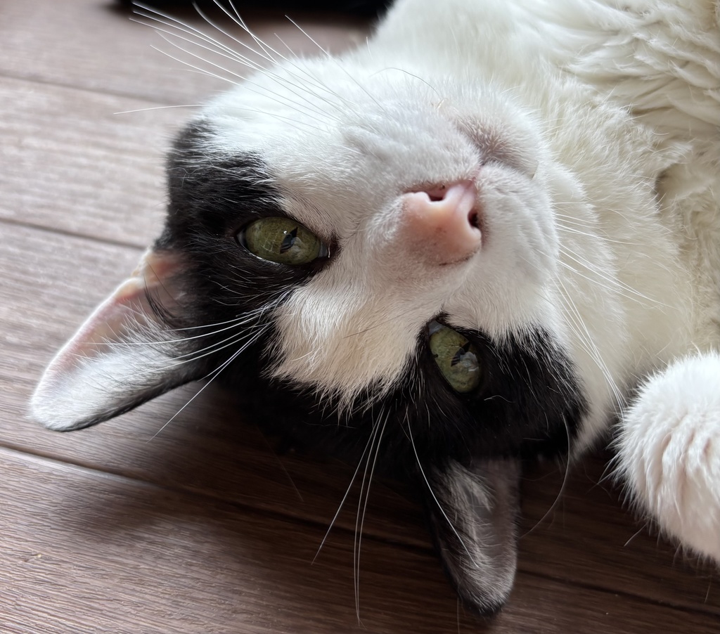 2027年猫カレンダー こーちゃん応援グッズ