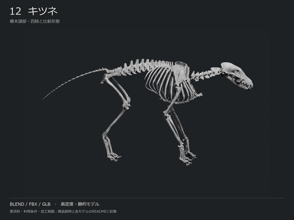 人間・動物・恐竜の骨格17種セット(関節非可動版)|BLEND・FBX・GLB