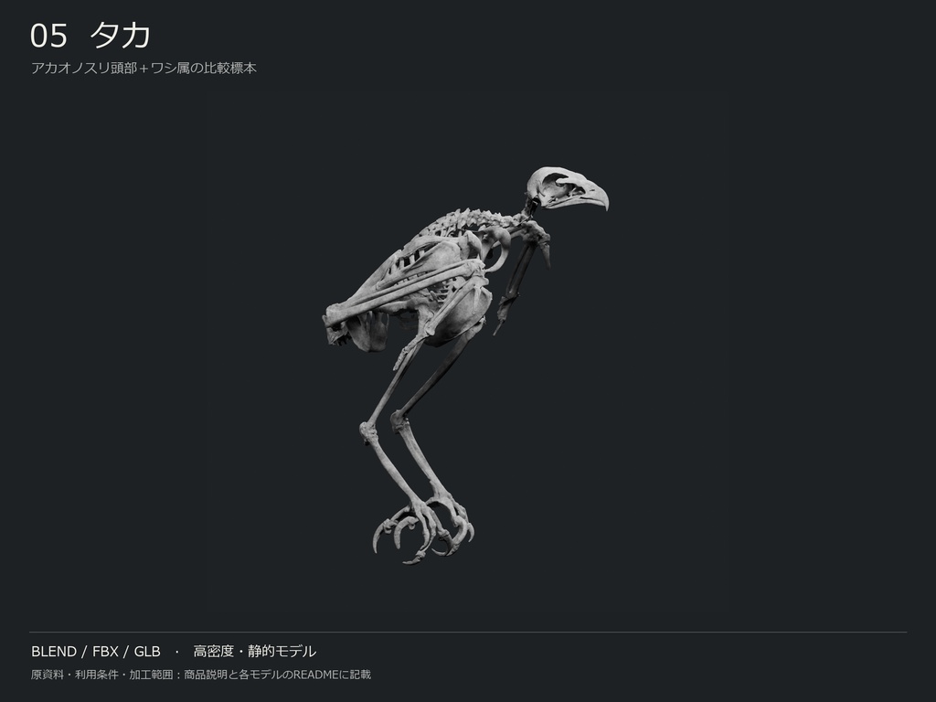 人間・動物・恐竜の骨格17種セット(関節非可動版)|BLEND・FBX・GLB