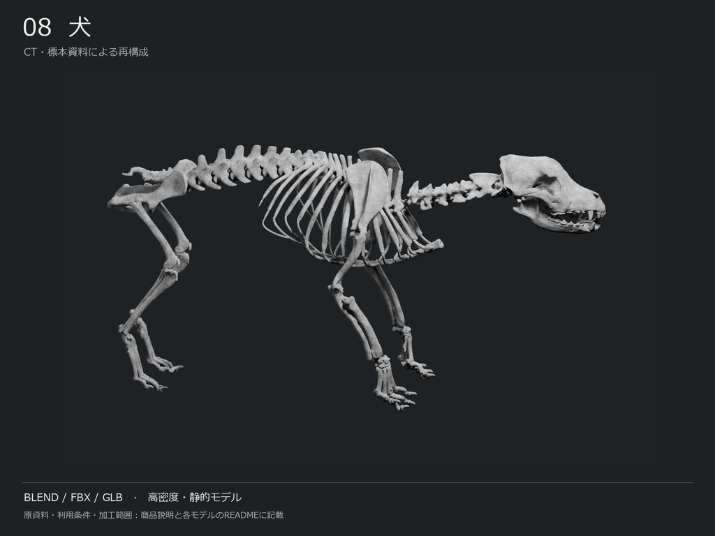 人間・動物・恐竜の骨格17種セット(関節非可動版)|BLEND・FBX・GLB