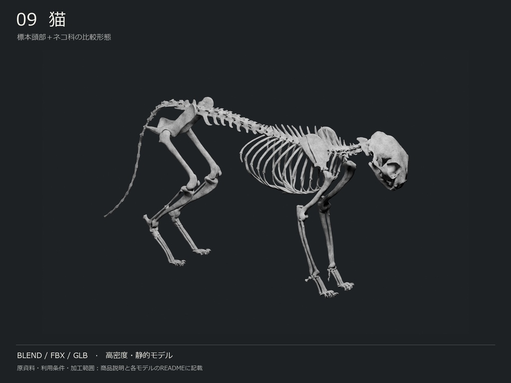 人間・動物・恐竜の骨格17種セット(関節非可動版)|BLEND・FBX・GLB