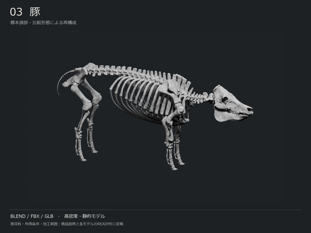 人間・動物・恐竜の骨格17種セット(関節非可動版)|BLEND・FBX・GLB