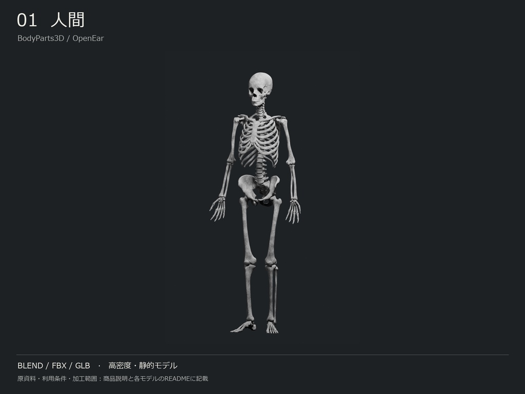 人間・動物・恐竜の骨格17種セット(関節非可動版)|BLEND・FBX・GLB