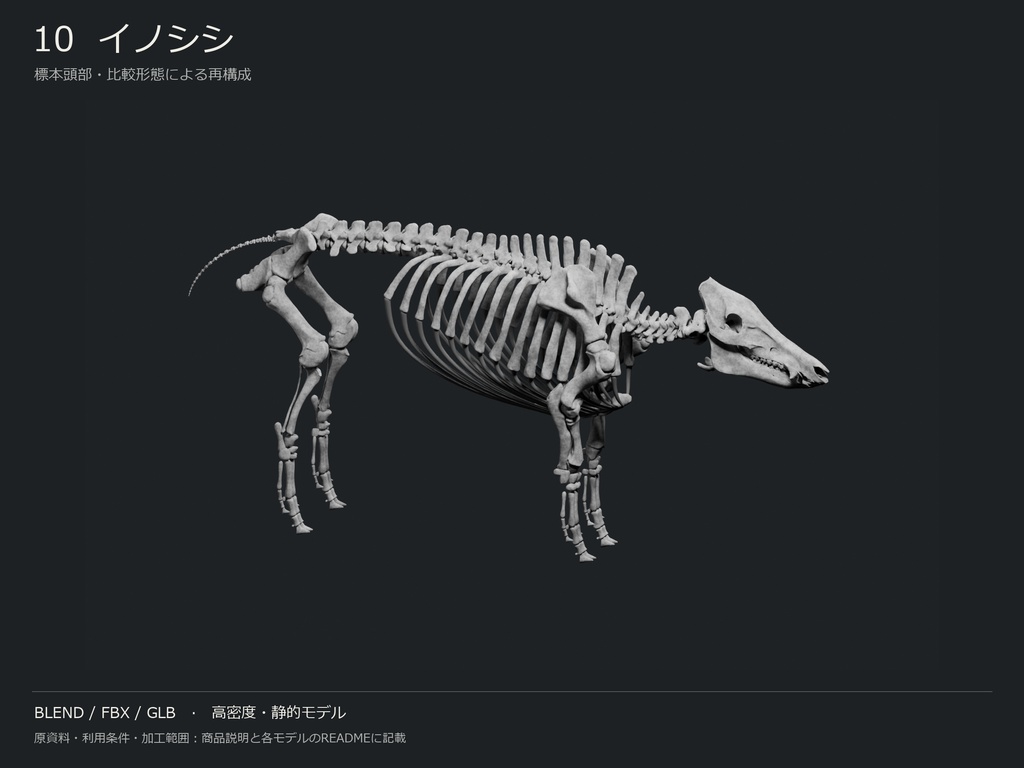 人間・動物・恐竜の骨格17種セット(関節非可動版)|BLEND・FBX・GLB