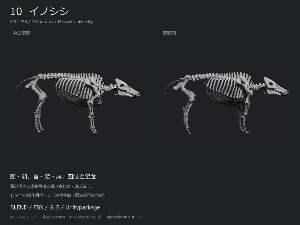 人間・動物・恐竜の骨格17種セット(部位可動版)|BLEND・FBX・GLB・Unity
