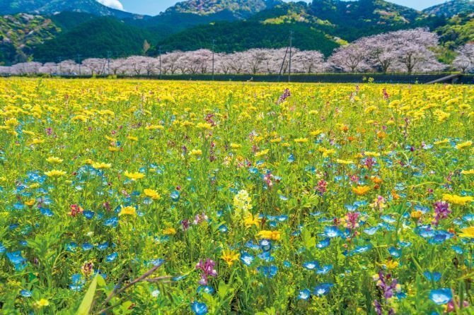 花畑のメロディー