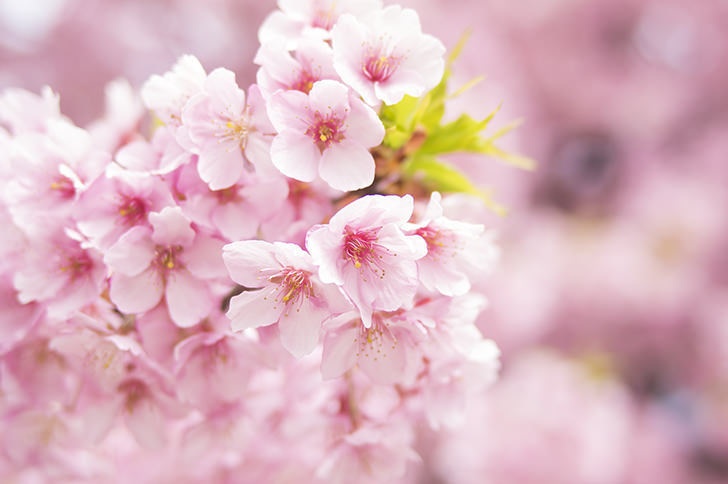 桜舞う春の日「English版」
