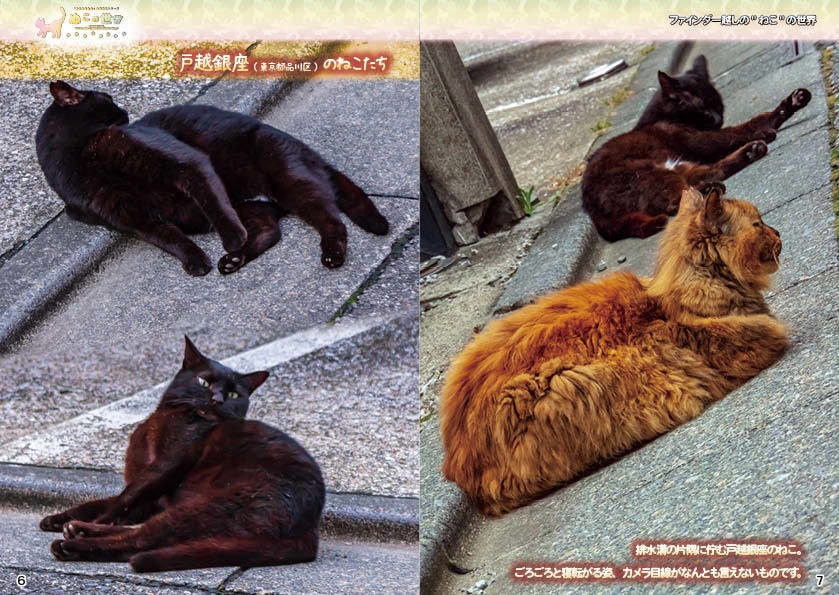 【2022夏期 新刊】ぬこの世界・ファインダー越しの猫の世界