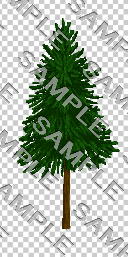 針葉樹の透過画像