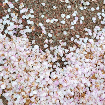 春時雨