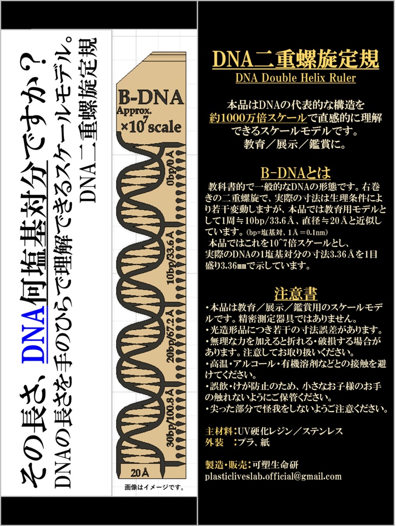 DNA二重螺旋定規
