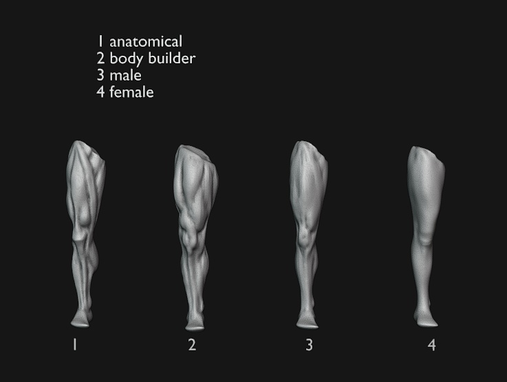 Leg Anatomy Study Ecorche Pack
