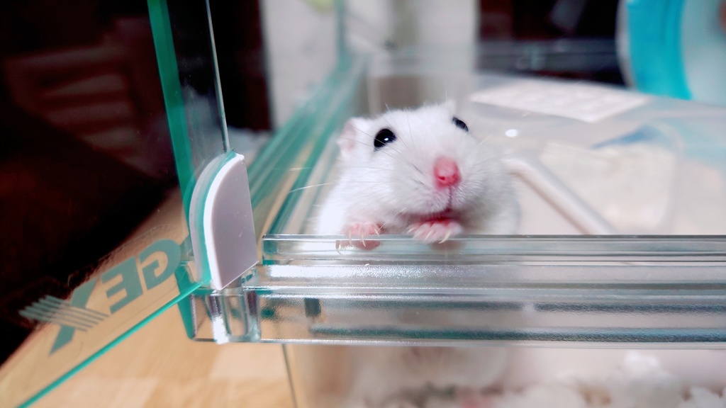 ふーちゃん缶バッジ