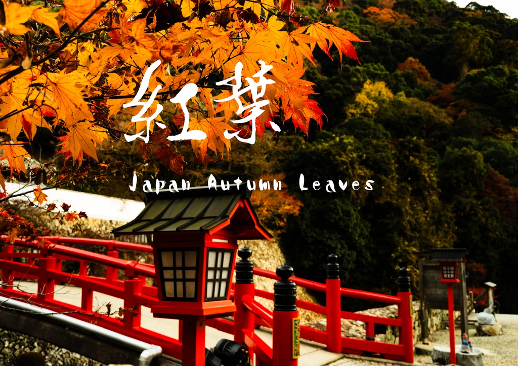 2025 紅葉 Japan Autumn Leaves