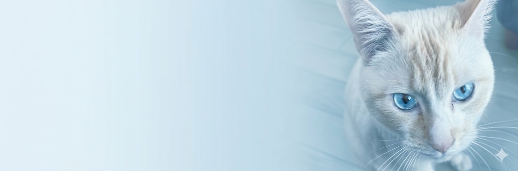 【SNS用素素材】猫のヘッダー&アイコンセット(4色展開)