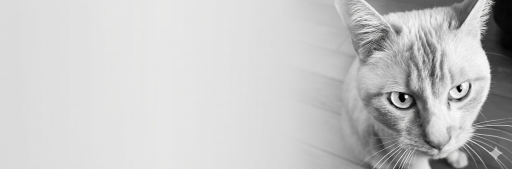 【SNS用素素材】猫のヘッダー&アイコンセット(4色展開)