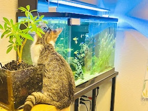 月冴ゆる頃にヒュプノスの恩寵を