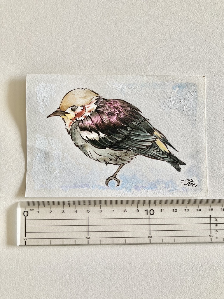 ミニ原画【野鳥】