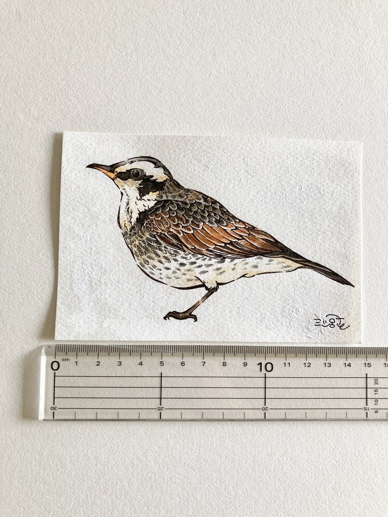 ミニ原画【野鳥】