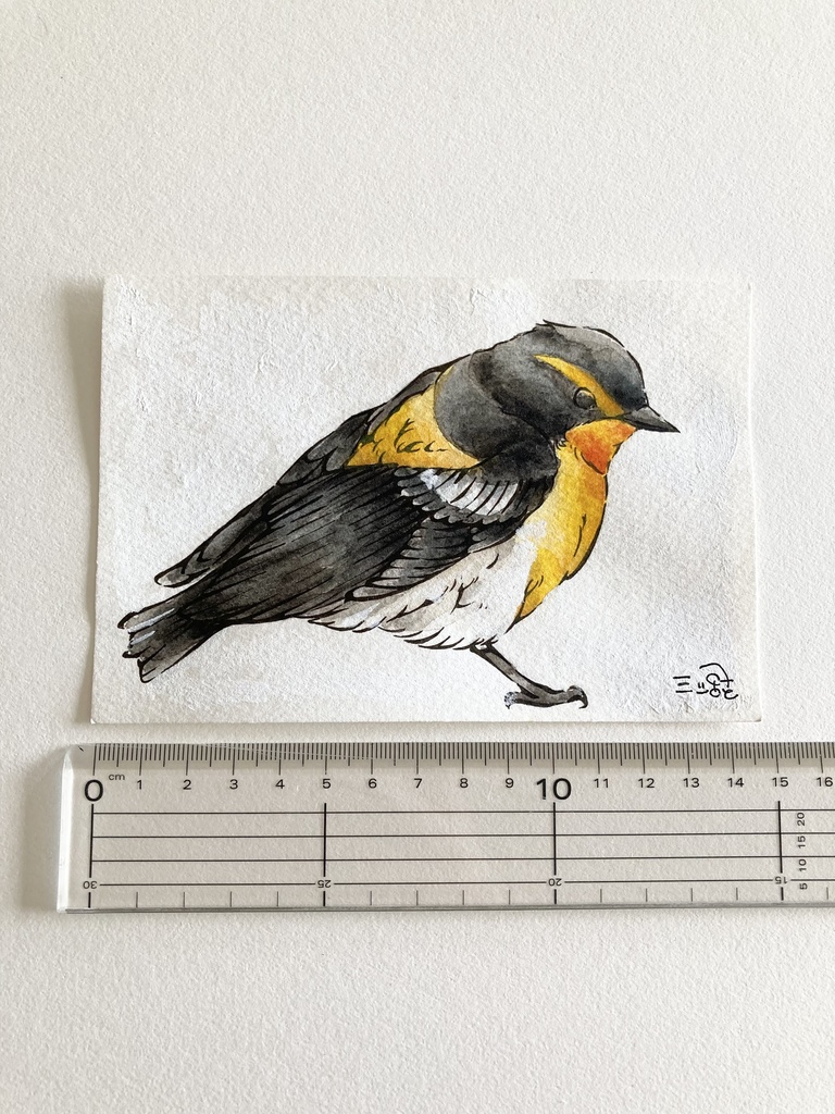 ミニ原画【野鳥】