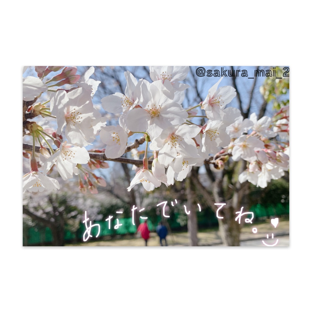 詞のポストカード♩（桜）
