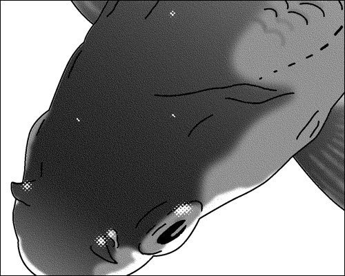 マンガ素材(金魚 背景)