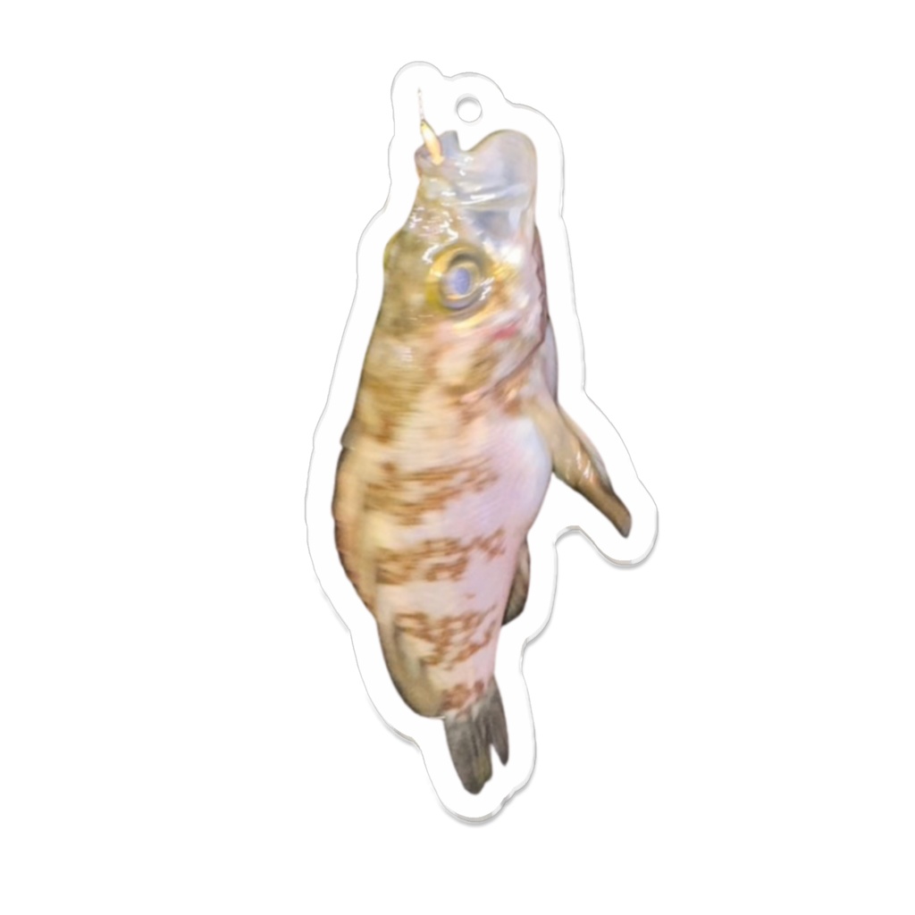 2月のメバル獲れたて新鮮♪アクスタ