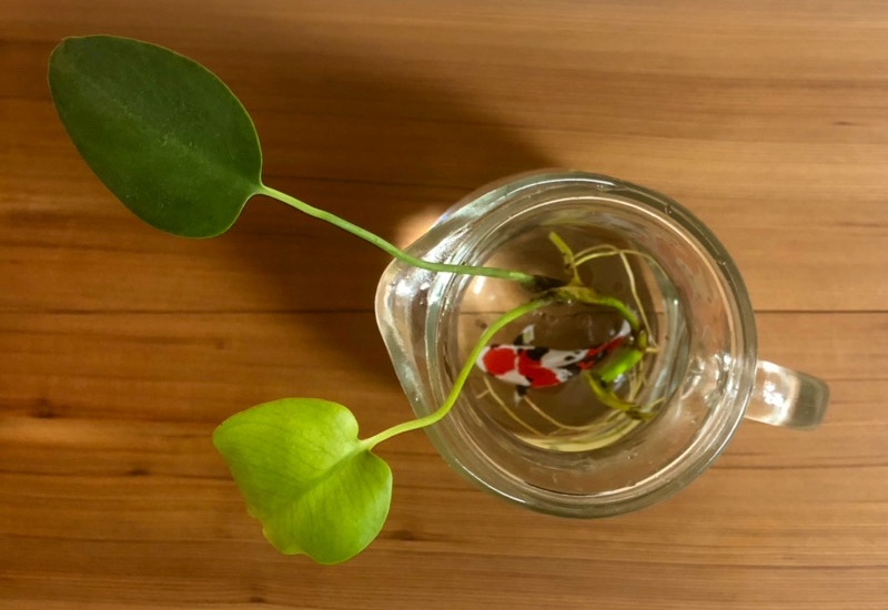 錦鯉のコースター