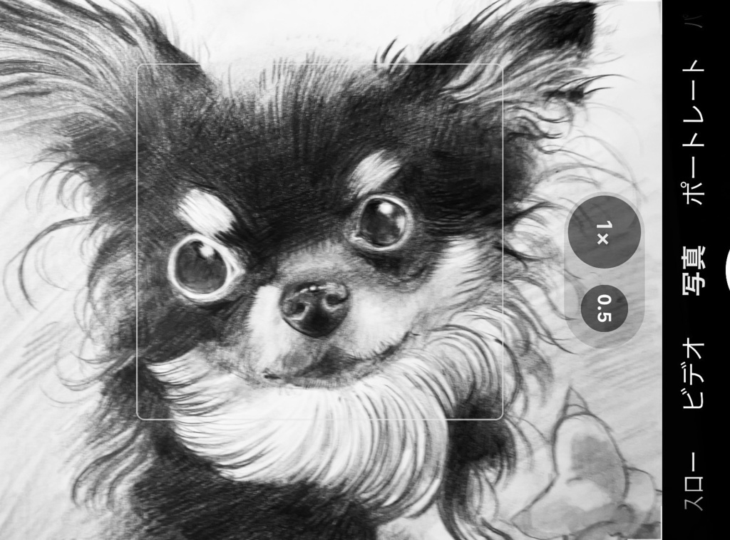 ペット似顔絵 (Pet Portraits)