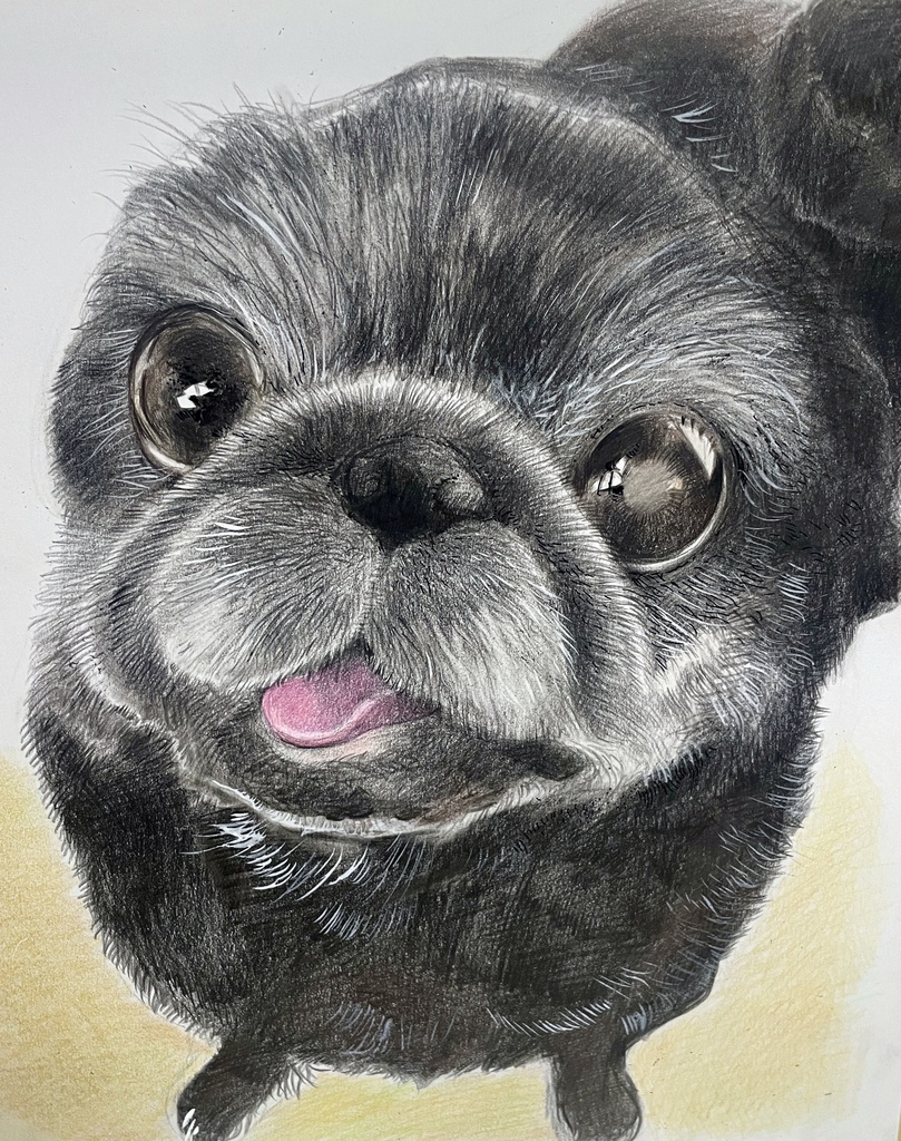 ペット似顔絵 (Pet Portraits)