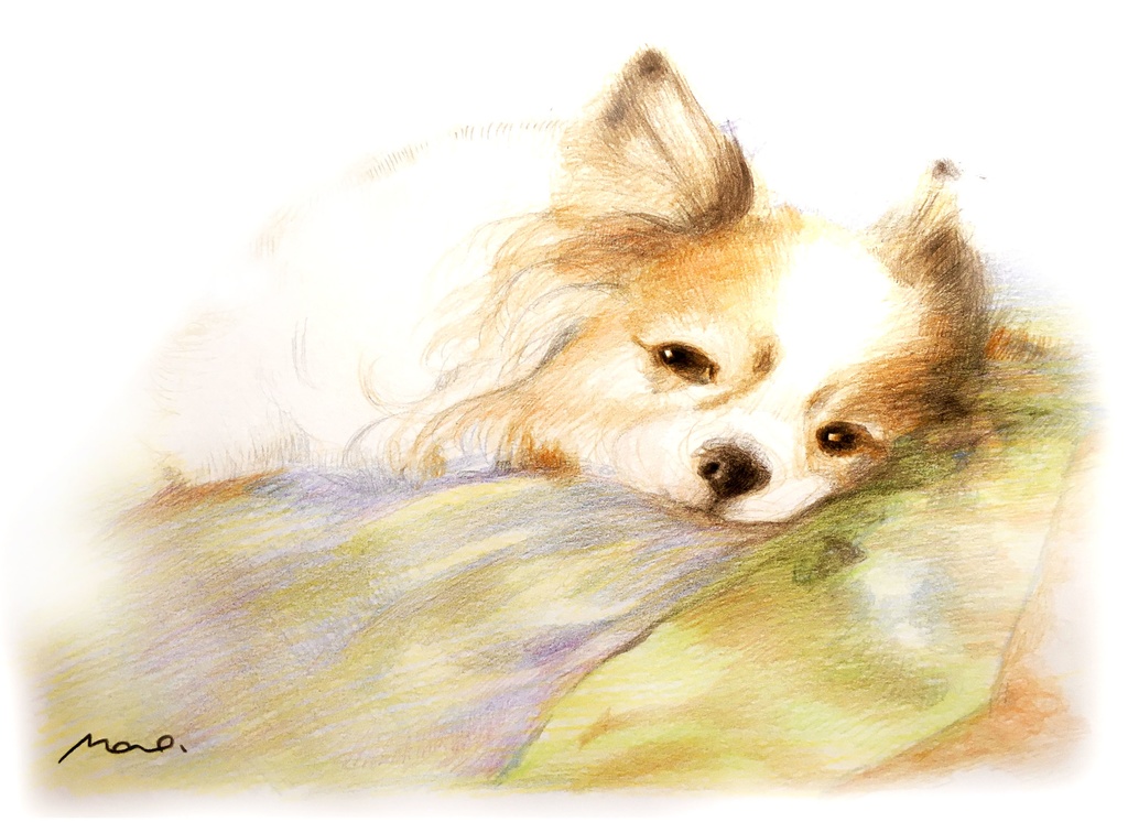 ペット似顔絵 (Pet Portraits)