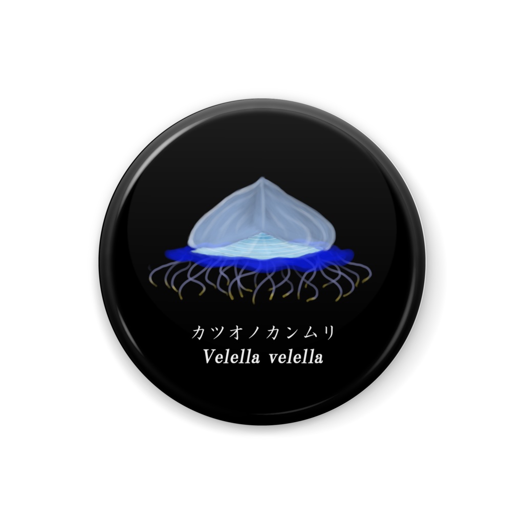 カツオノカンムリ