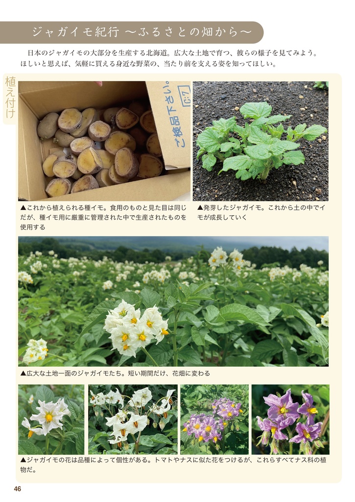 【C102新刊】 ジャガイモの同人誌! 改訂増補版 ジャガイモ学