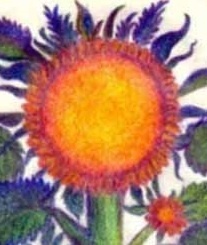 sun flower