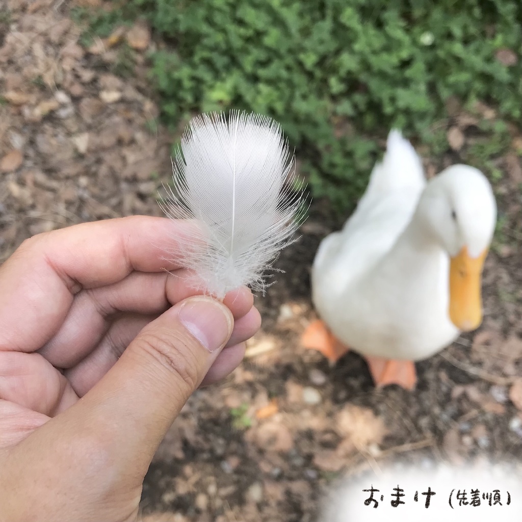 ぴめくりカレンダー