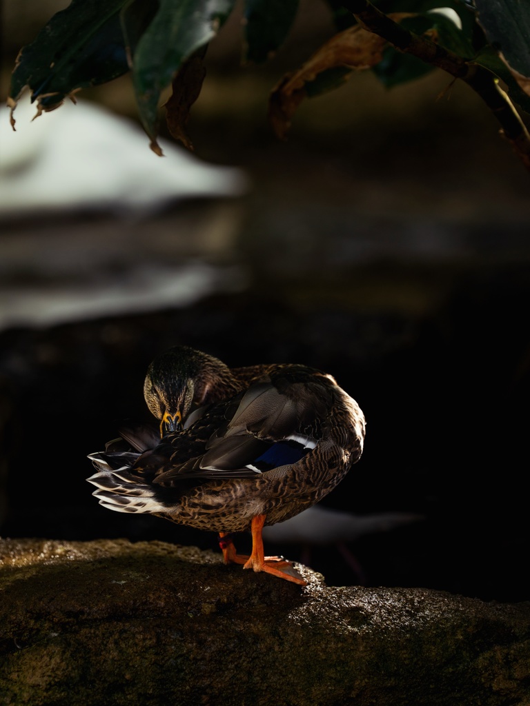 “Duck🦆” Date/20260412