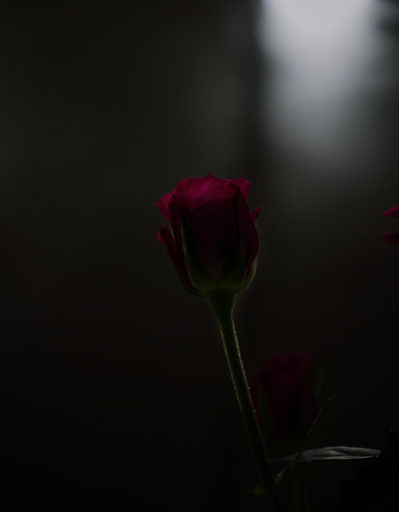 âRoseð¹â Date/20260418