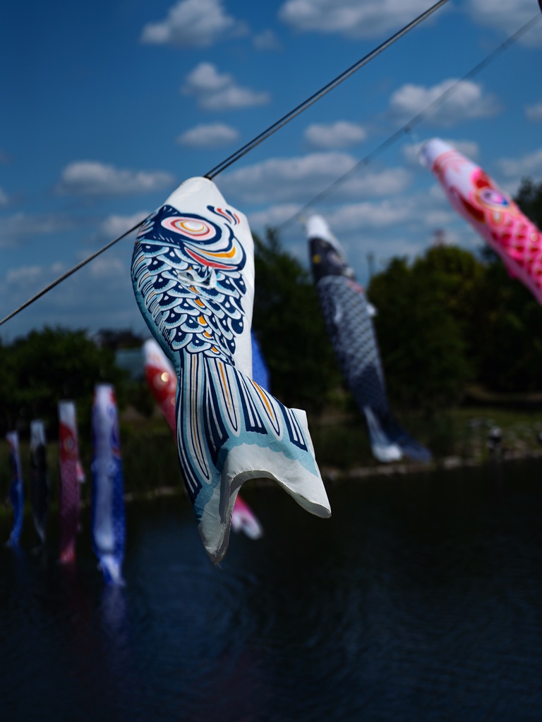 ”Koinobori🎏“ Date/20260503
