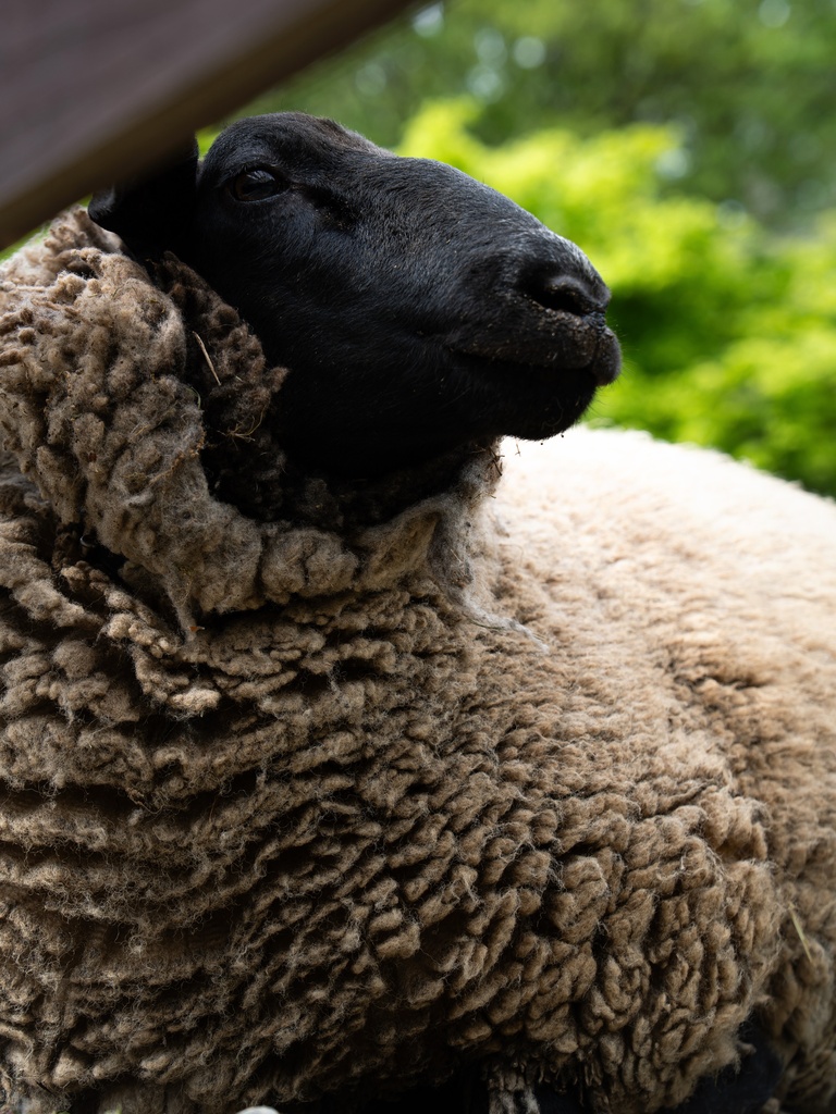 “Sheep🐏“ Date/20260502