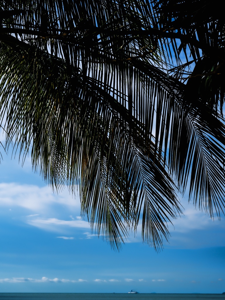 “Tropical🌴“ Date/20260523