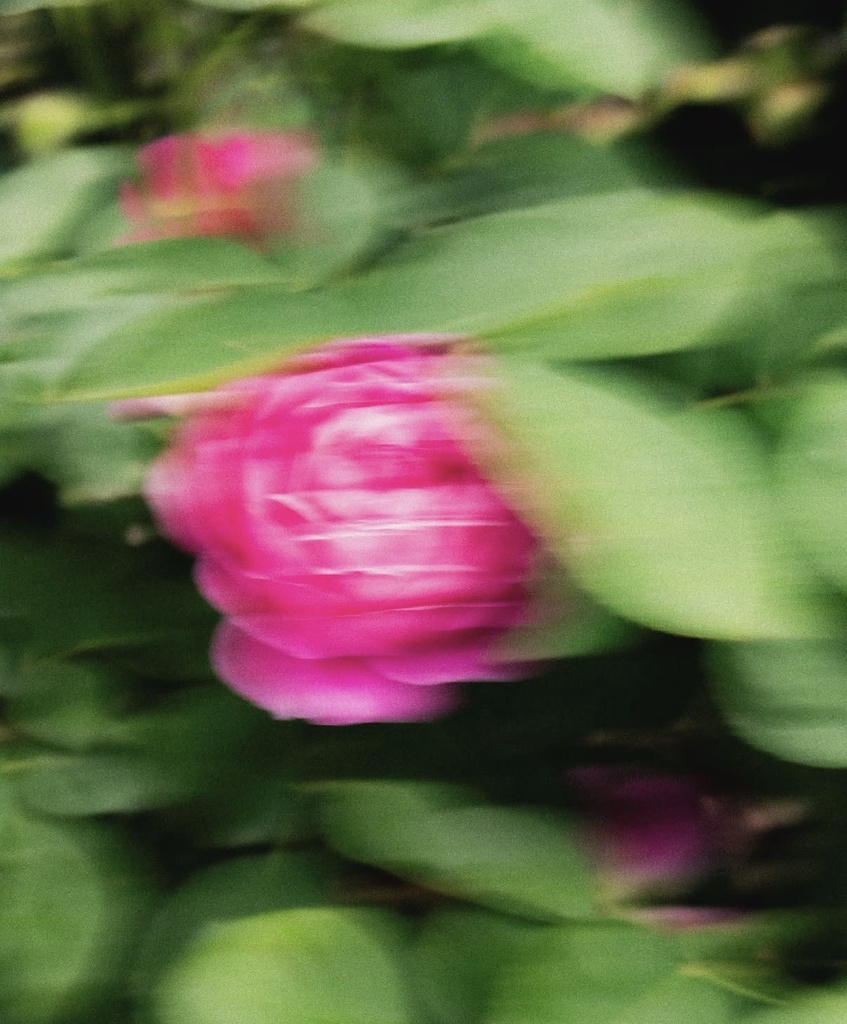 “Rose🌹“20260629