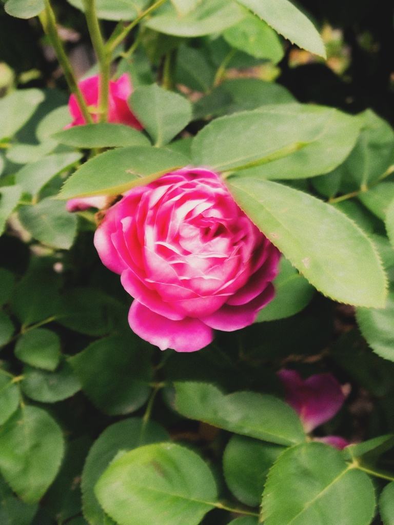 “Rose🌹“20260629