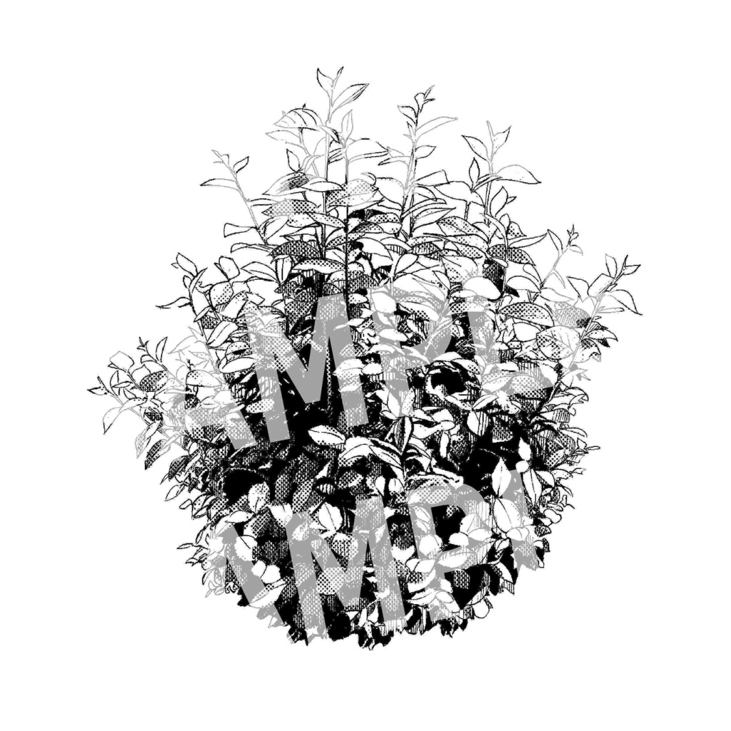 植物 11　画像素材（Plant 11)