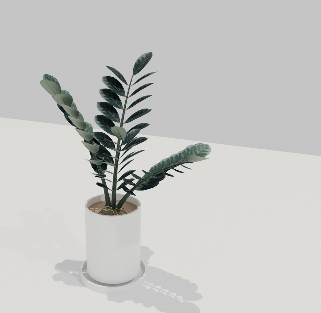 観葉植物/ザミオクルカス・ザミーフォリア ’レイヴン’