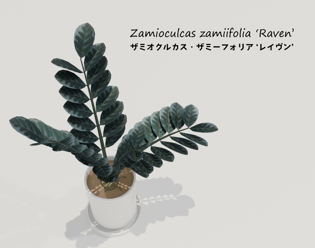 観葉植物/ザミオクルカス・ザミーフォリア ’レイヴン’